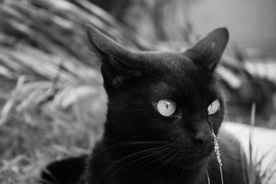 Close-up portrait of cat