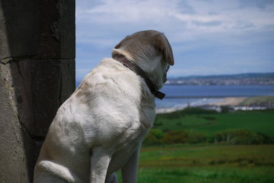 Yellow labrador retriever sitting by wall at park