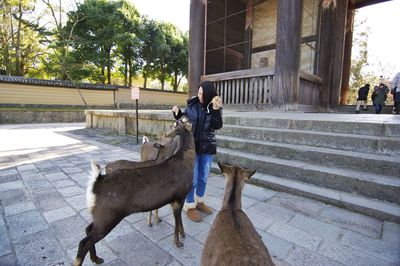 Full length of woman feeding goats while standing against building