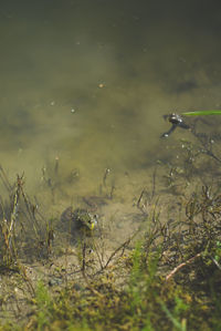 Plant in water