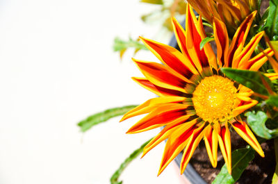 Close-up of orange flowering plant