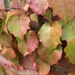 High angle view of autumnal leaves on plant