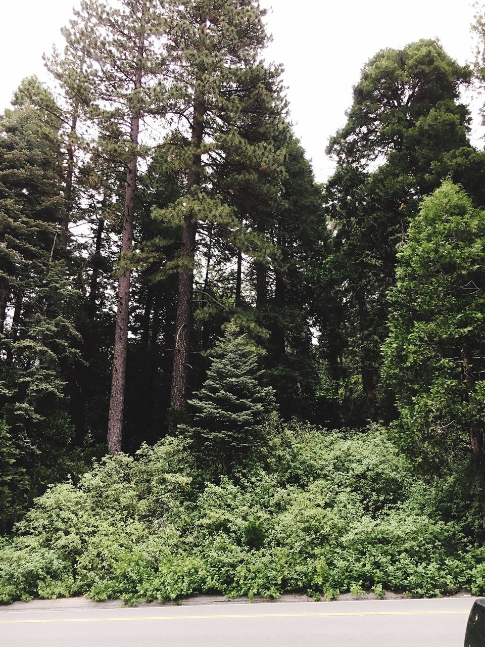 tree, growth, tranquility, green color, nature, plant, tranquil scene, beauty in nature, forest, lush foliage, tree trunk, clear sky, day, scenics, branch, no people, outdoors, park - man made space, sunlight, built structure