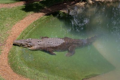 High angle view of crocodile in lake