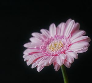 Close-up of pink flower blooming against black background