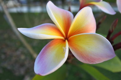 Close-up of frangipani flower