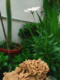 High angle view of potted plant