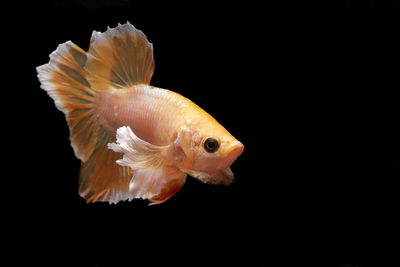 Close-up of fish underwater