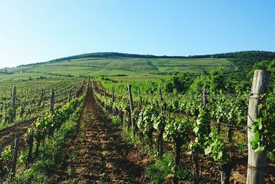 Scenic view of vineyard against clear sky