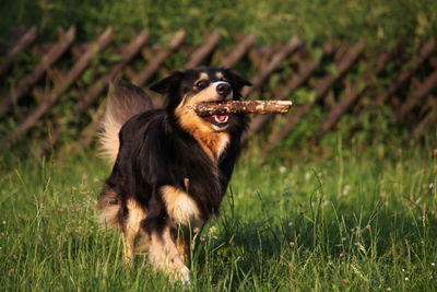 Dog running on grass