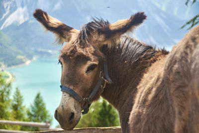 Close-up of horse in ranch