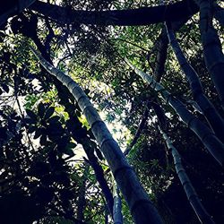 tree