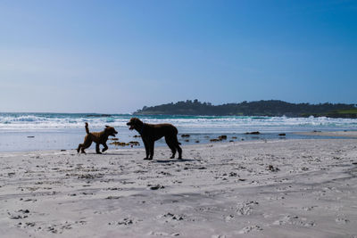 Scenic view of beach against clear blue sky