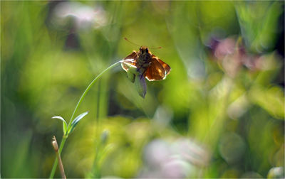 Close-up of bee pollinating flower