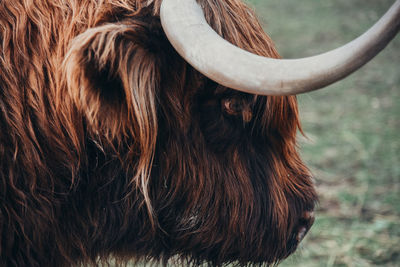 Close-up of a horse