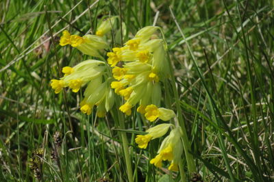 Close-up of yellow flowering plants on land