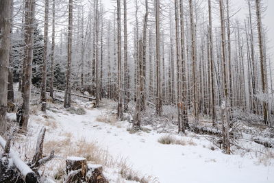 Trees in forest during winter