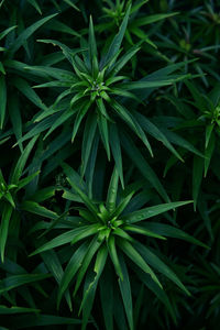 High angle view of plant on field