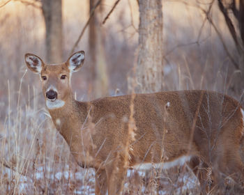 Portrait of deer