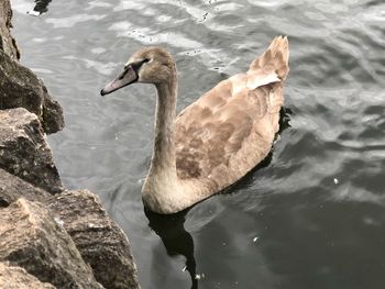 Swan swimming in lake