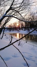 Bare trees against sky at sunset