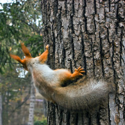 animal