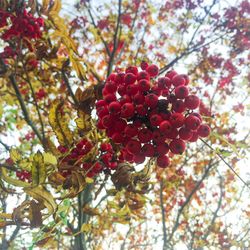 Low angle view of berries on tree