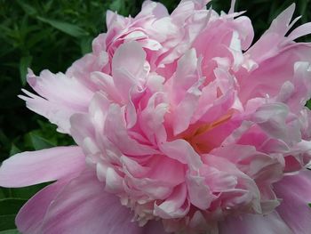 Close-up of pink flowers blooming outdoors