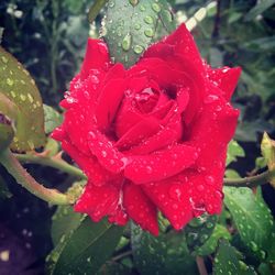 Close-up of water drops on rose