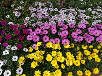 Full frame shot of flowers