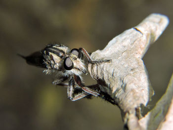 Close-up of insect