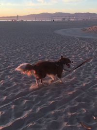 Dog on beach against sky during sunset