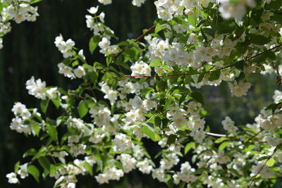 Close-up of white flowers