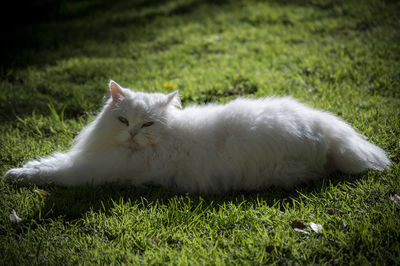 Close-up of cat on grassy field