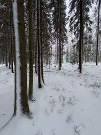 Trees in forest during winter