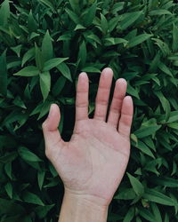 Close-up of human hand against plants