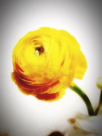 Close-up of yellow water lily