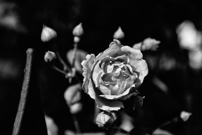 Close-up of rose flower