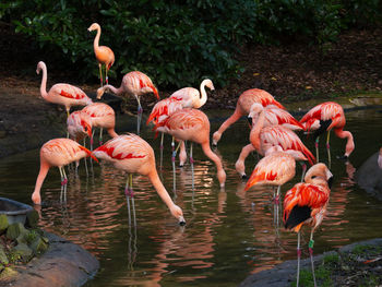 Birds in lake