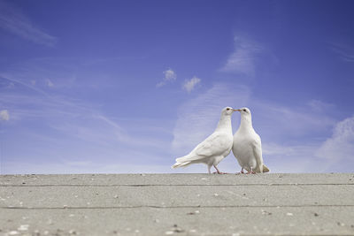 Close-up of white bird against sky