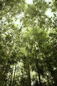 Low angle view of trees in forest