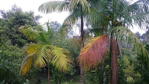 Low angle view of palm trees against sky