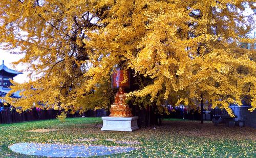 Autumn tree in park