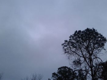 Low angle view of tree against sky