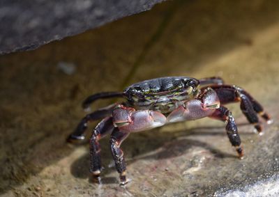 Close-up of spider