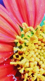 Macro shot of flower head