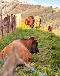 Cows in a field