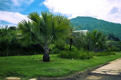 Scenic view of grassy field against cloudy sky