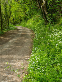 Road amidst trees in forest