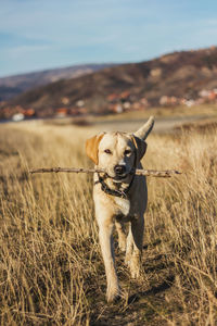 Portrait of dog walking with stick on field